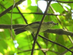 Malacopteron magnirostre