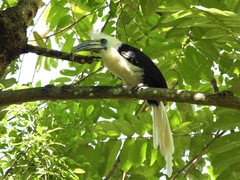 Berenicornis comatus