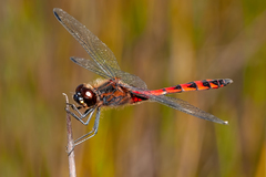 Austrothemis nigrescens