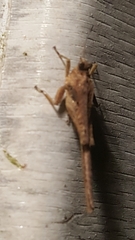 Danielatettix caudatus