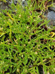 Spergularia canadensis