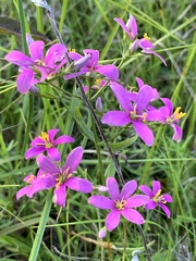 Sabatia brachiata