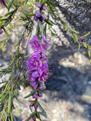 Hypocalymma robustum