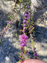 Hypocalymma robustum