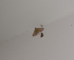 Endotricha nicobaralis