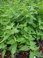 Atriplex gmelinii