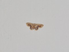 Idaea gemmaria