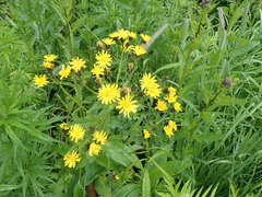 Picris japonica kamtschatica