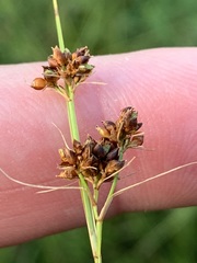 Rhynchospora recognita