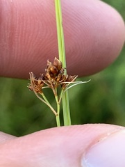 Rhynchospora recognita