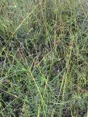 Rhynchospora recognita