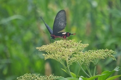 Byasa polyeuctes termessus