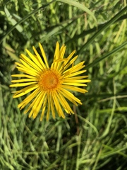 Inula
