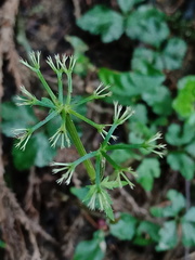 Sanicula lamelligera