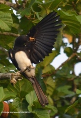 Lophoceros fasciatus