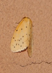 Stigmatophora flava leacrita