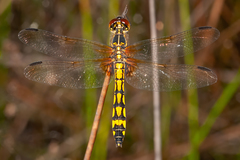 Austrothemis nigrescens