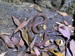 Sinomicrurus macclellandi