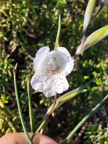 Image of Gladiolus caeruleus by (c) Brian du Preez, some rights reserved (CC BY-SA)