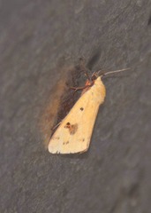 Rhyparioides
