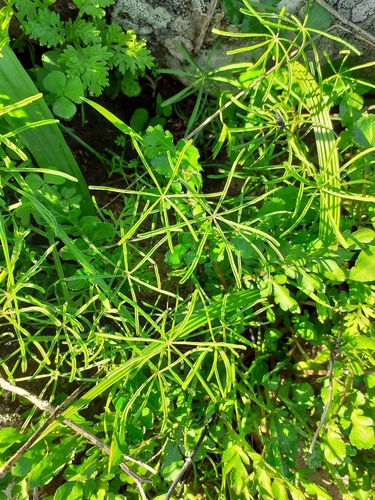 Oxalis burtoniae (Oxalis burtoniae)