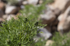 Ambrosia artemisioides