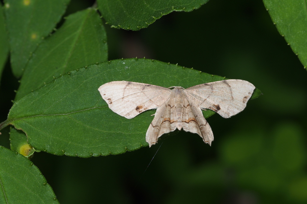 Dysaethria illotata