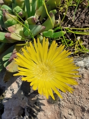Cheiridopsis rostrata