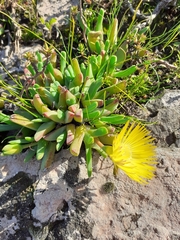 Cheiridopsis rostrata