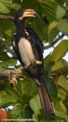 Lophoceros fasciatus