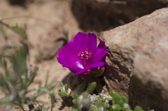 Portulaca philippii