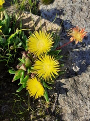 Cheiridopsis rostrata