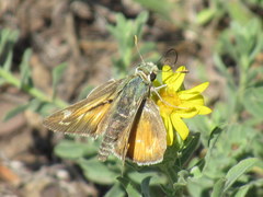 Hesperia uncas uncas