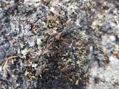 Platybunus bucephalus