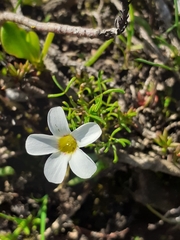 Oxalis pusilla