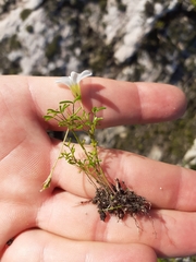Oxalis pusilla