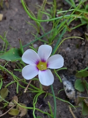Oxalis pusilla