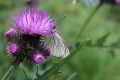 Cirsium alsophilum