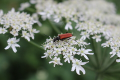 Anastrangalia dubia