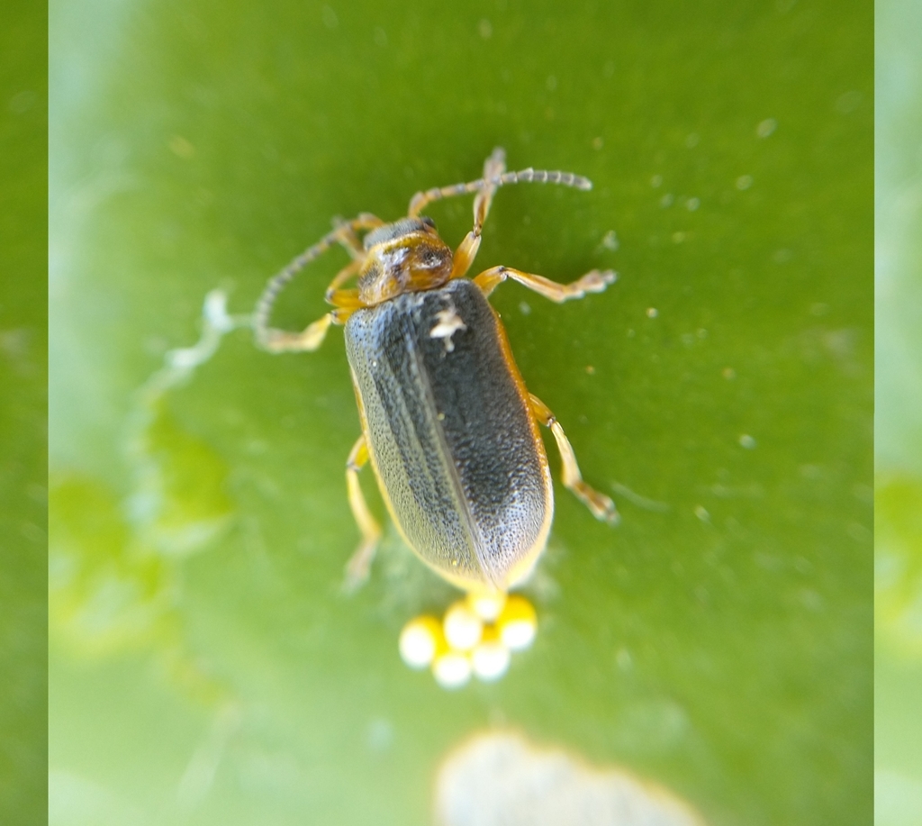 Waterlily Leaf Beetle from 32211, Lietuva on July 17, 2020 at 06:18 PM ...