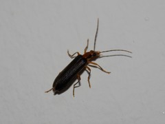 Nacerdes carniolica