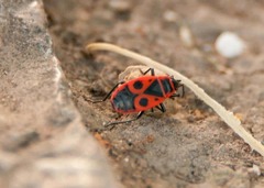 Pyrrhocoris apterus