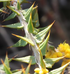 Acacia pycnocephala