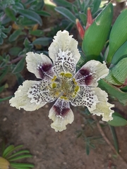 Ferraria densepunctulata