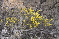 Acacia pycnocephala
