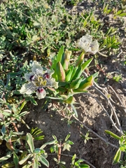 Ferraria densepunctulata