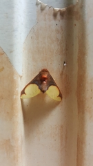 Pseudepimolis incarnata