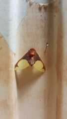 Pseudepimolis incarnata