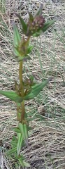 Gentianella amarella acuta