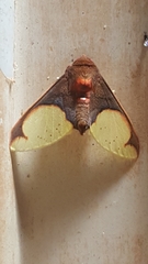 Pseudepimolis incarnata